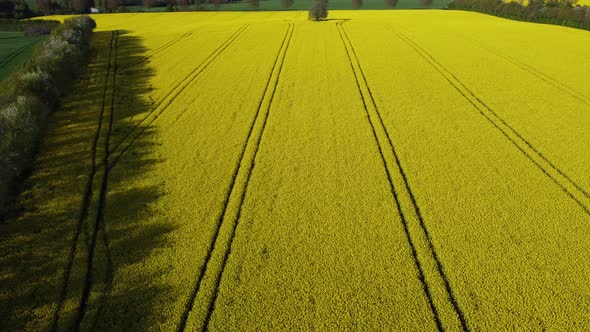 Aerial Shooting Drone Filming Large Fields with Yellow Flowers Beautiful Landscape