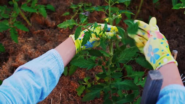 Woman Gardener in Gloves Working in the Garden in the Backyard Firstperson Experience