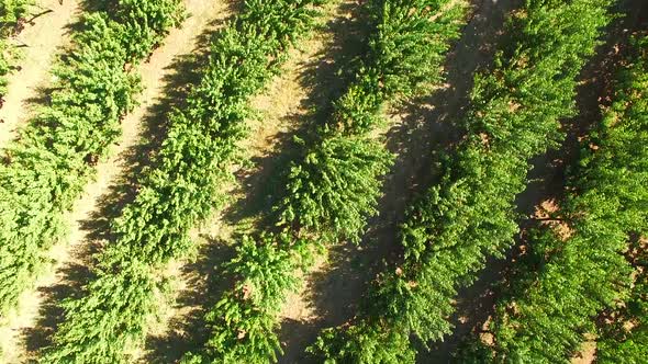 Flight over the Plantation of Green Trees