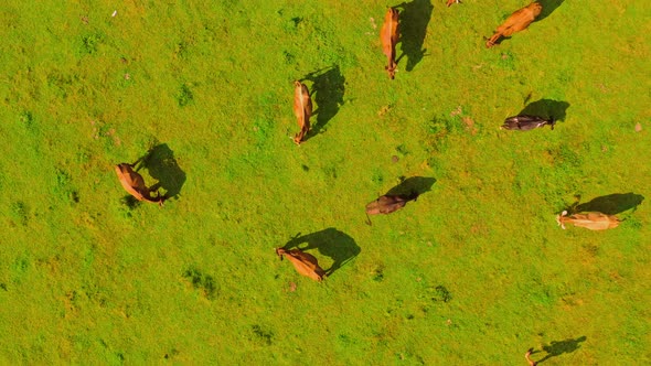 Drone Flies Above Cows in the Pasture