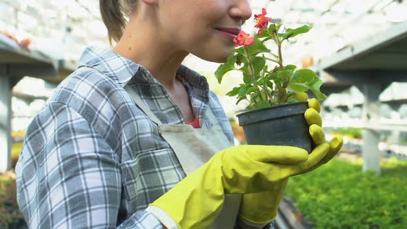 Female Greenhouse Worker Sniffing Flower in Pot, Plant Breeding, Floriculture