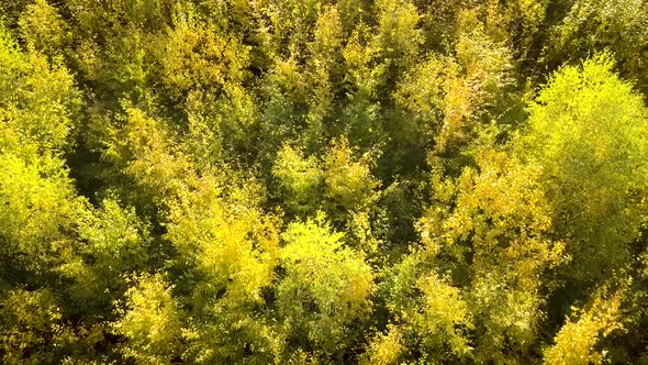 Autumn forest with bright orange and yellow leaves. Dense woods in sunny fall weather.