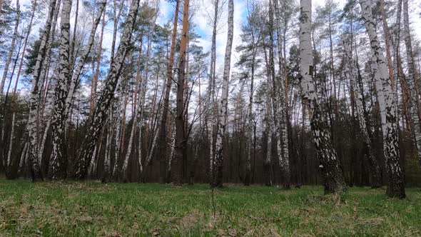 Birch Forest with Birches in the Afternoon