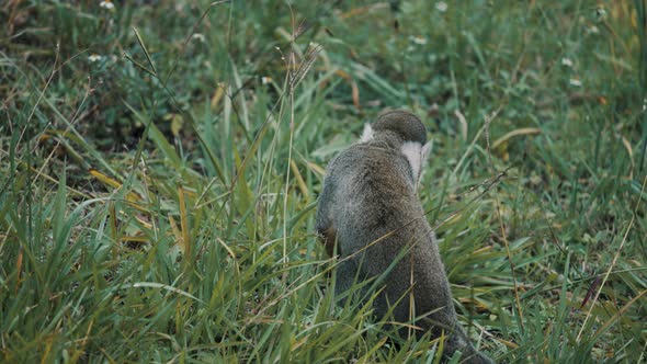 Rear Of Ecuadorian Squirrel Monkey On Grassy Forest Ground. Close Up