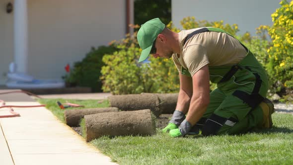Man Installing New Lawn In Garden. 