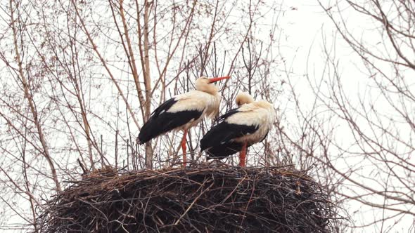 Adult European White Storks  Ciconia Ciconia  Sitting In Nest In Spring Day
