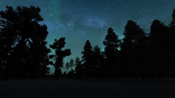 Aurora Borealis Over Trees