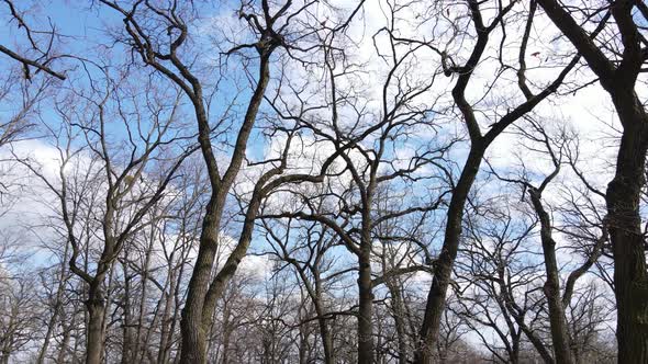 Aerial View of a Forest Without Leaves Slow Motion