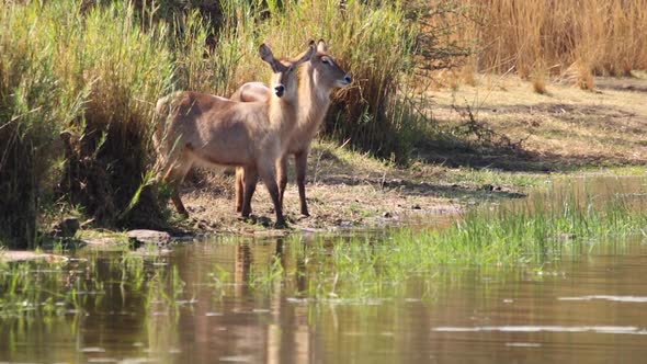 Adult waterbuck cows drinking at a natural lake in South Africa