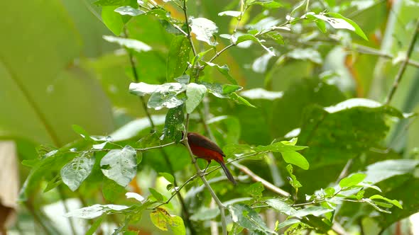 A male Crimson Backed Tanager looking around on a branch in the rain forest, Ramphocelus dimidiatus