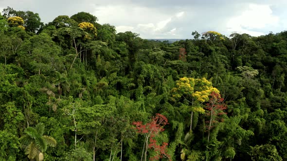 Diverse tropical forest which is colored in different colors due to the flowers