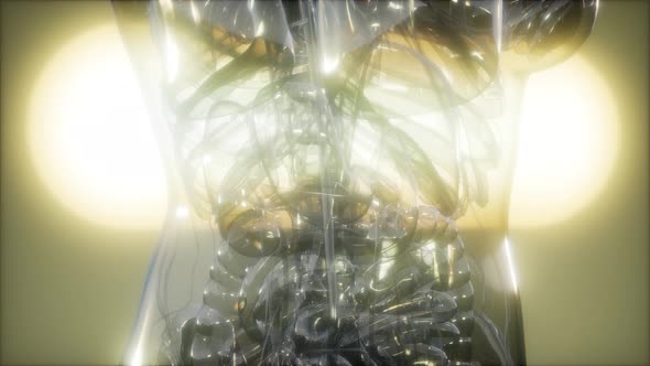 X-Ray Image Of Human Body alt