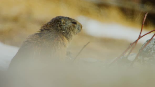 A marmot is looking around from its burrow