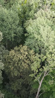 Aerial View of Green Forest in Summer