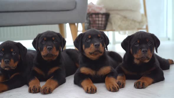 Family of Rottweiler Puppies at Home