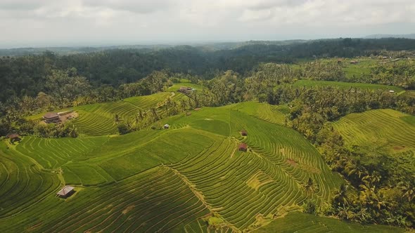 Landscape with Rice Terrace Field Bali Indonesia