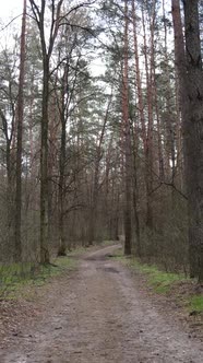 Vertical Video of a Road in the Forest