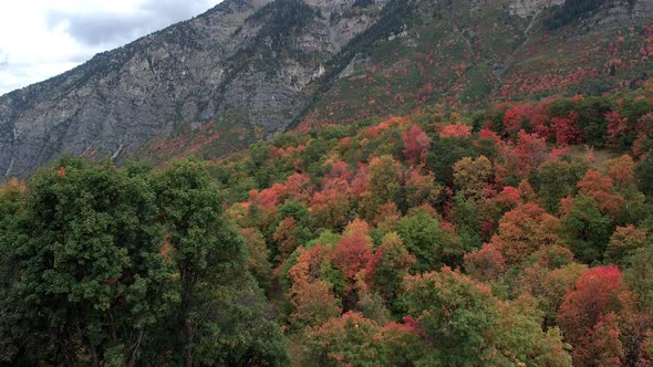 Aerial view flying over trees on hillside showing colorful trees