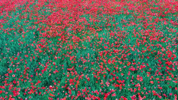 Field of Blossoming Red Poppies. Beautiful Flowers Meadow and Summer Nature Landscape	