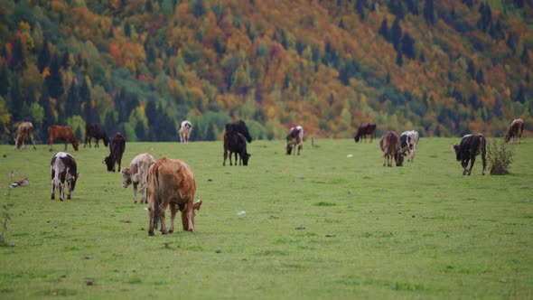 Herd of cattle grazing on green field