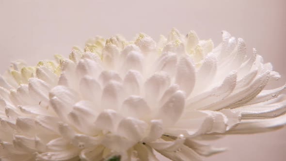 A White Lush Chrysanthemum Flower with Many Petals Rotates Under Water