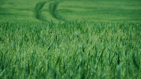 Tracks Through Corn Field In Summer Breeze