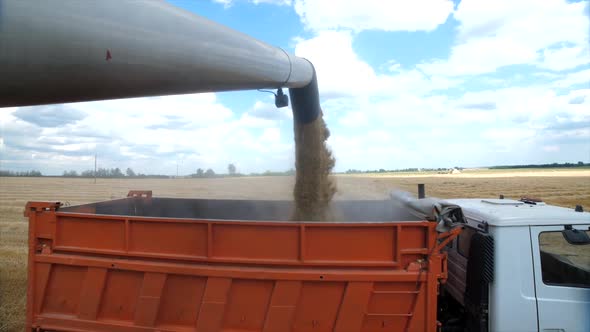 Refined Wheat Grain is Unloaded From the Harvester