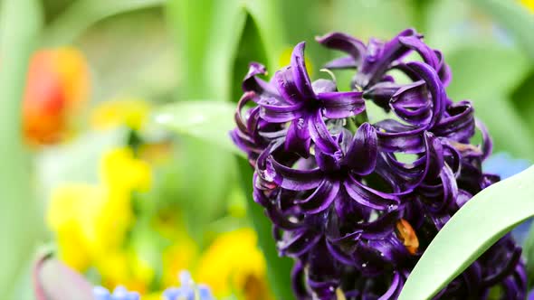 Purple Hyacinths Close Up 