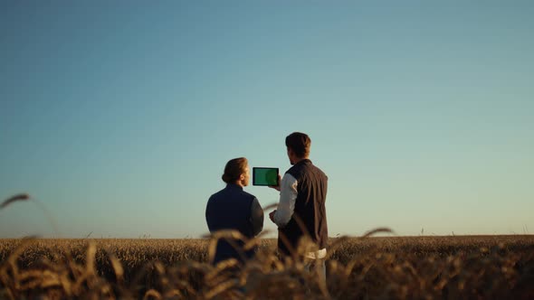 Agriculture Workers Holding Pad Computer Inspecting Cultivated Wheat Harvest