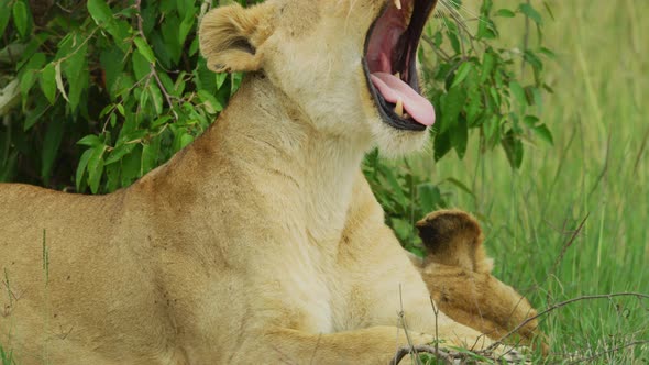 Lioness resting and yawning