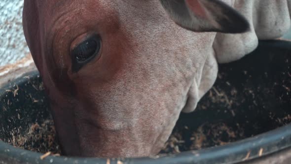 A Sahiwal Indian Native Cow Breed Eating MixedFeed In A Farm In Agra Uttar Pradesh India Closeup