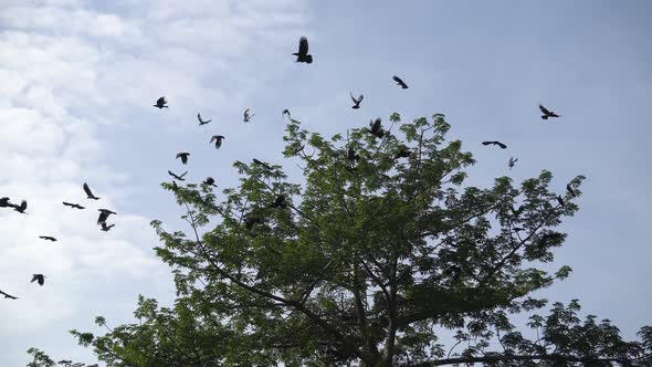 Crows fly away from green tree