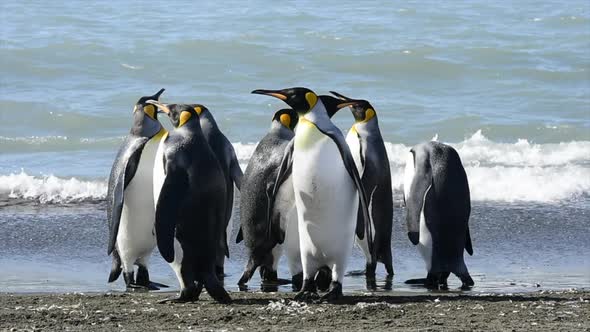 King Penguins on the Beach in South Georgia