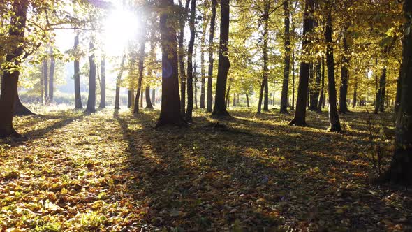 Shine of sunlight in the autumn colorful forest. Slow walk in the woods in the morning.