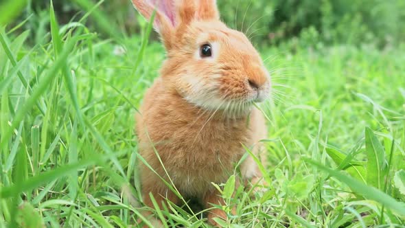 Closeup Portrait of Cute Adorable Red Fluffy Whiskered Bunny Muzzle Sitting on Green Grass Lawn in