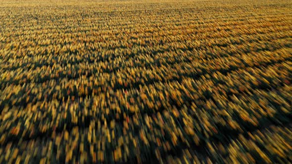 Blossoming Dutch Tulip Flowers On Fields Near Wind Turbines At Wind Farm In Flevoland, Netherlands.