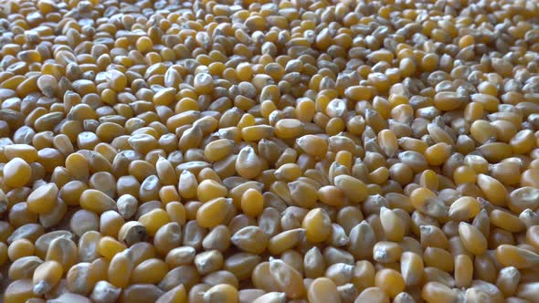 Corn Grains