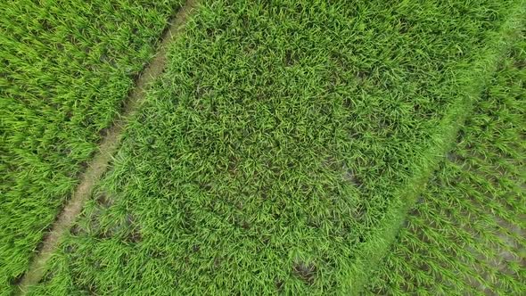 Aerial view of agriculture in green paddy rice fields