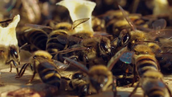 Bees Walk Between Wooden Frames in a Hive in a Warm Weather