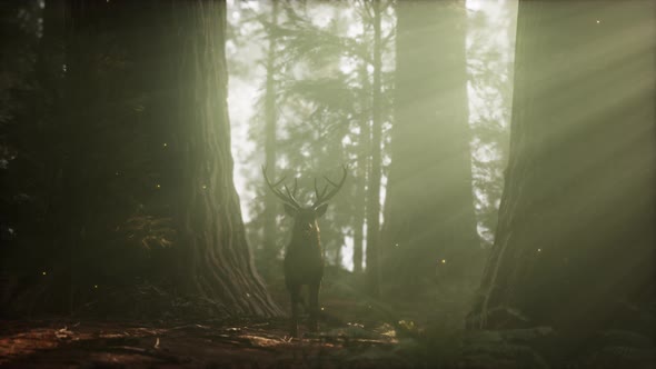 Beautiful Deer in the Forest with Amazing Lights at Morning