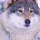 Portrait of Beautiful Wolf in Frosty Forest - VideoHive Item for Sale