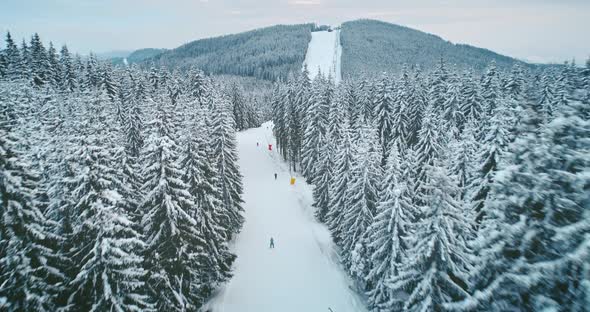 Tourists Ski on Snowy Mountain Forest on Winter Holidays in Carpathians in Bukovel Ukraine