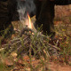 Man Setting Fire In Forest - VideoHive Item for Sale