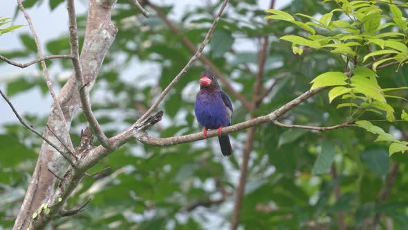 rufous backed kingfisher is perched on a branch carrying fresh prey