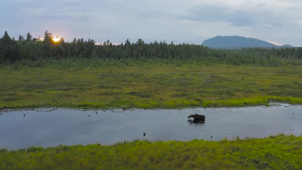 Moose traversing shallow stream in wilderness during Golden hour