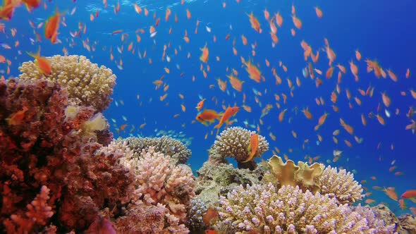 Underwater Colorful Tropical Fishes and Beautiful Corals