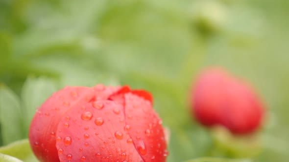 Tilting over Paeoniaceae plant 4K 2160p 30fps UltraHD footage - Shallow DOF Paeonia peregrina flower