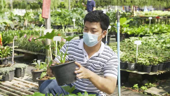 A masked Asian man is seen from behind as he squats to examine and touch on a leaf of the Monstera p