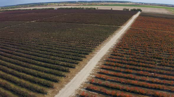 Aerial Fly Over Rows of Blueberry Bushes in the Fall. Autumn Shades of Berries, Red, Burgundy. Drone