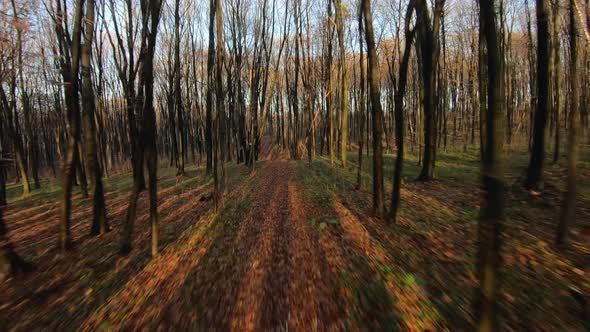 FPV Drone Flight Through an Autumn Forest at Sunset